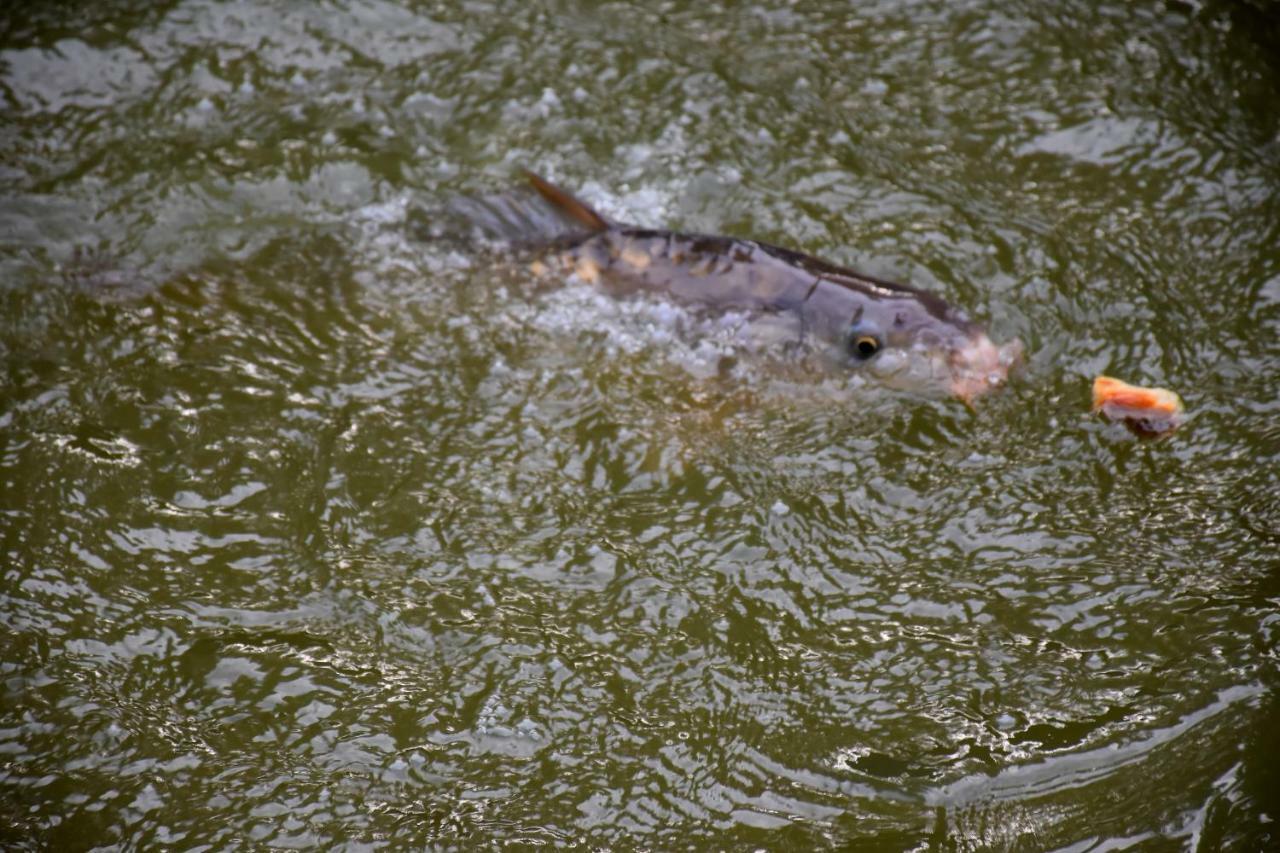 La Mare Aux Canards Cordieux Экстерьер фото